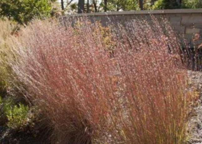 Blue Heaven Ornamental Grass