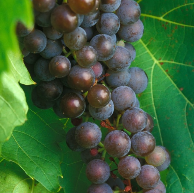 Cold Hardy Frontenac gris Grape Variety