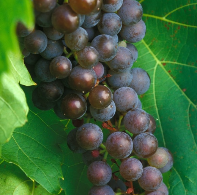 Cold Hardy Frontenac gris Grape