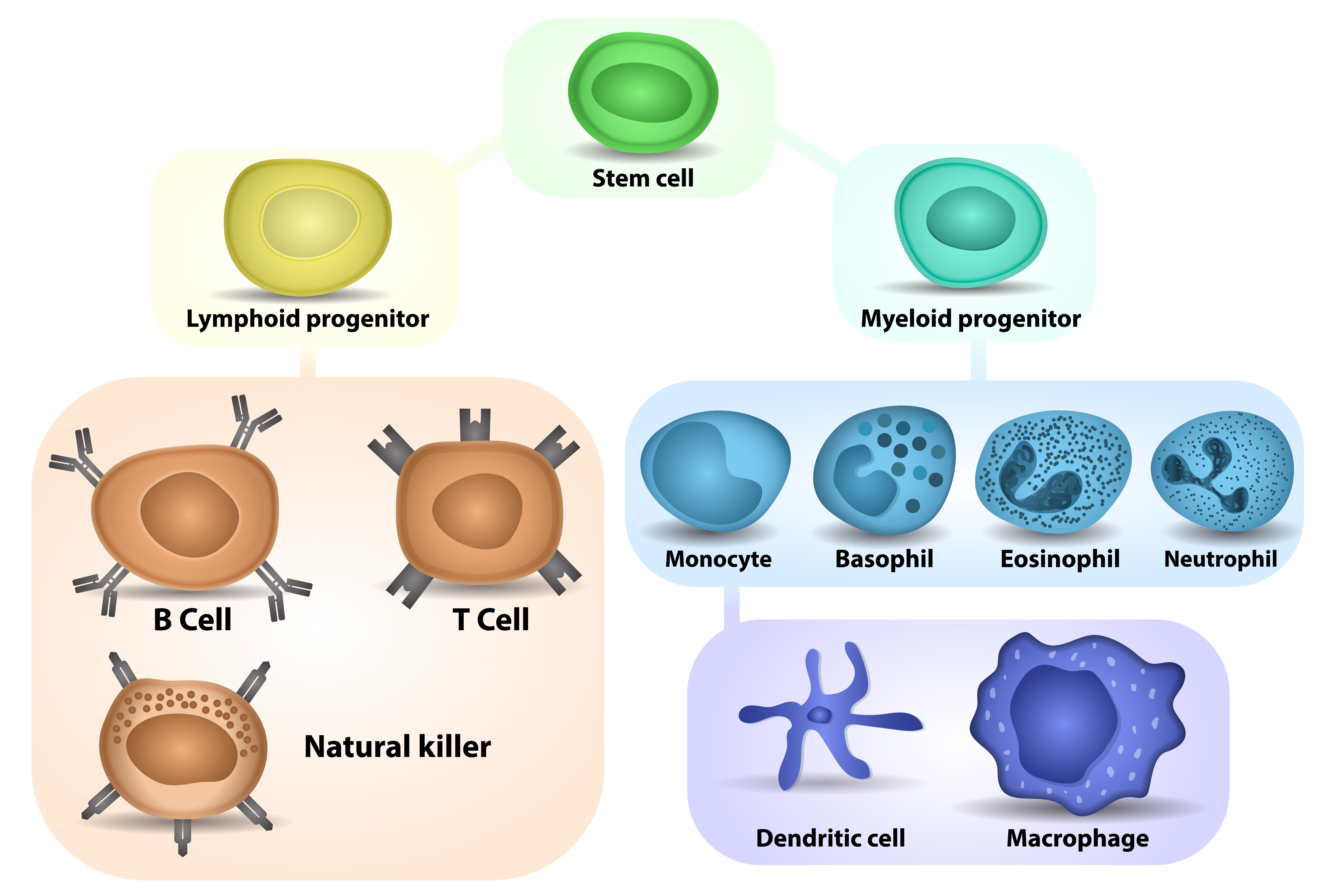 Monocytes are derived from myeloid progenitors and are the precursors to dendritic cells and macrophages. Differentiation cascade of major immune cells