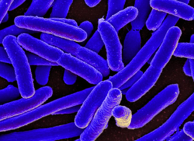 e. coli