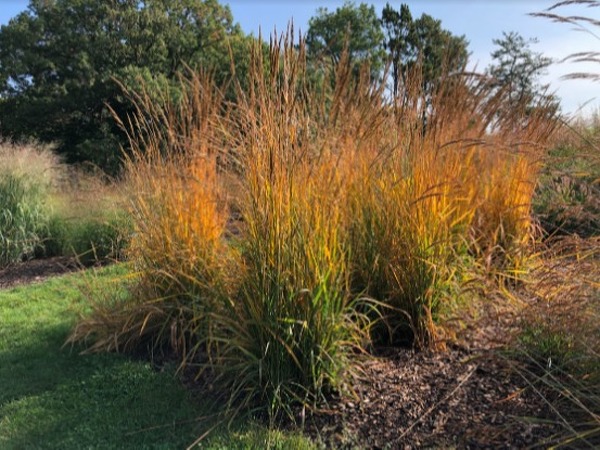 Golden Sunset Indiangrass