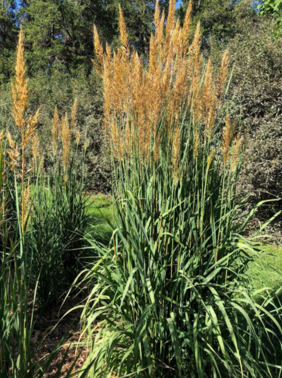 Golden Sunset Indiangrass