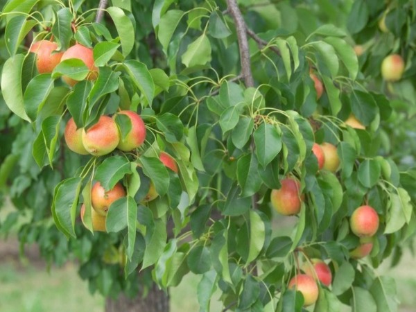 Juicy Jewel™ brand pear