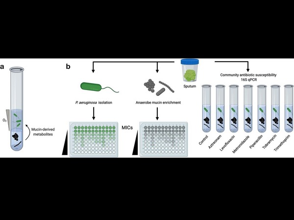 AST assay workflow to determine antibiotic Minimum Inhibitory Concentration (MIC) from cystic fibrosis patient sputum