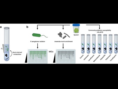 Community-based antibiotic screening method for polymicrobial infections (2020-090)