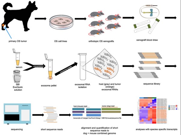 Methods for assessing nucleic acids in the blood of a xenograft host and detecting biomarkers of disease in the nucleic acids.