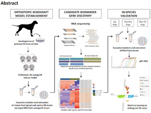 Schematic for identification of cell-free osteosarcoma biomarkers