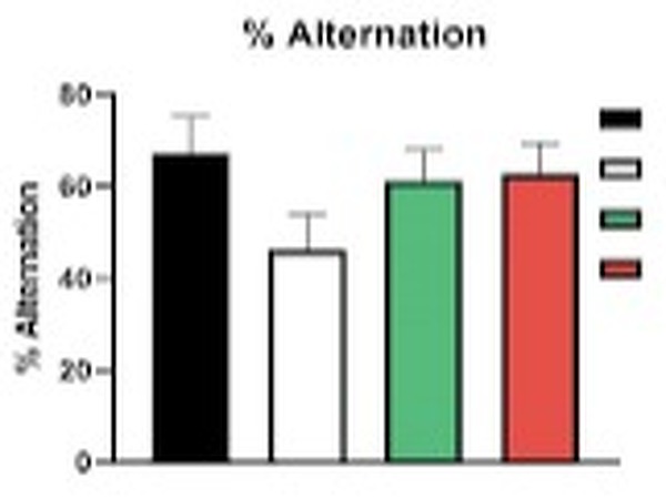 Effect of Sulfanegen on alternation and repetition behavior (T-maze spontaneous alternation) in Alzheimer mouse model