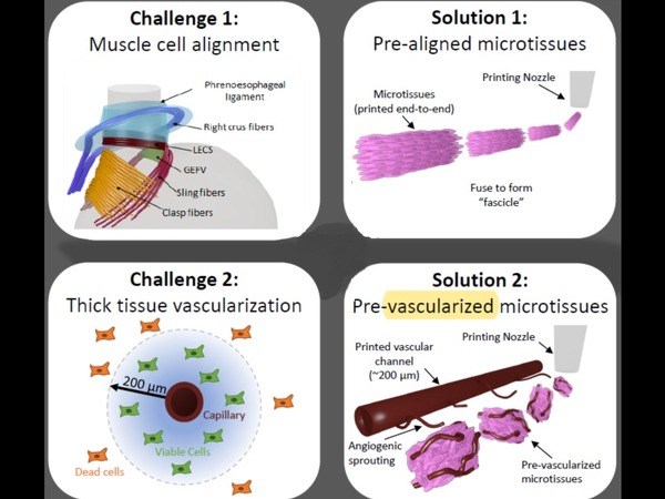 Graphic presenting challenges in tissue engineering and proposed solutions
