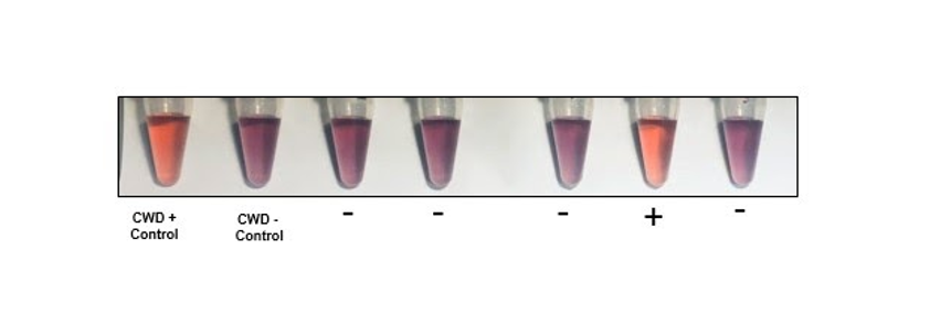 Demonstration of assay color change with CWD positive and CWD negative lymph node samples. Assay for detecting misfolded proteins