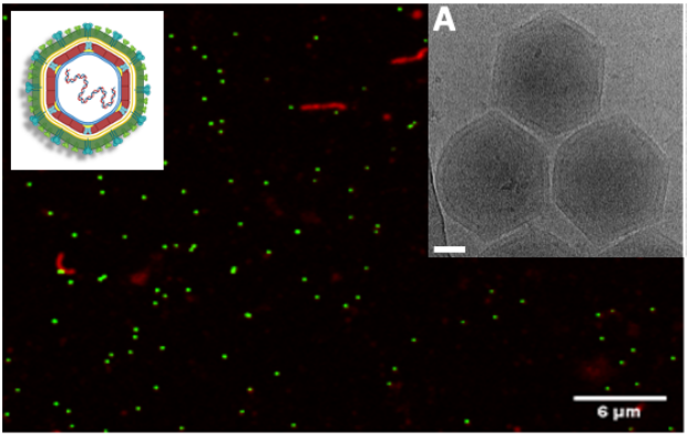 Risk-free in situ non animal (RISNA) surrogate assay for African swine fever virus