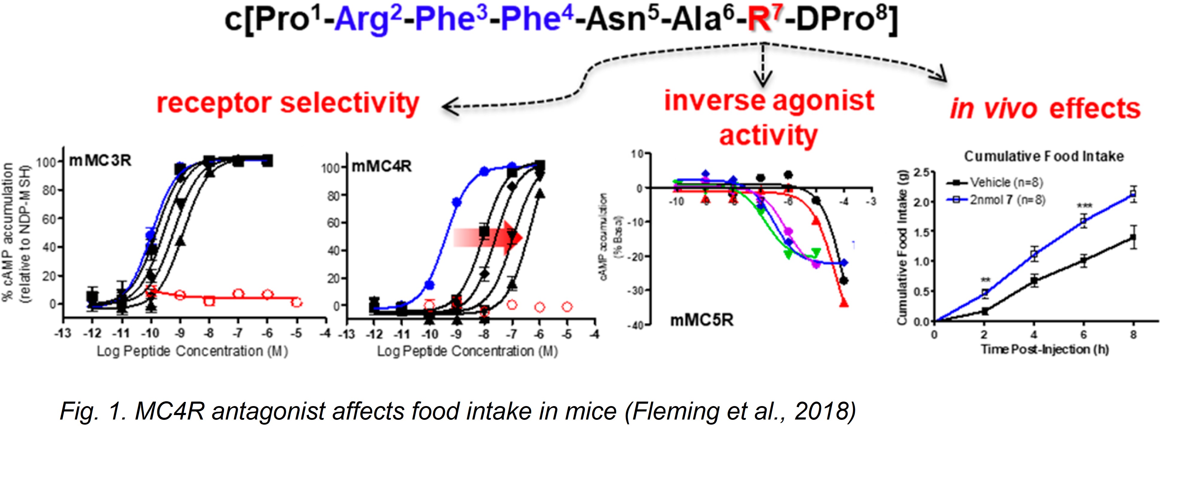 Fig. 1. MC4R antagonist affects food intake in mice (Fleming et al., 2018) Fig. 1. MC4R antagonist affects food intake in mice (Fleming et al., 2018)
