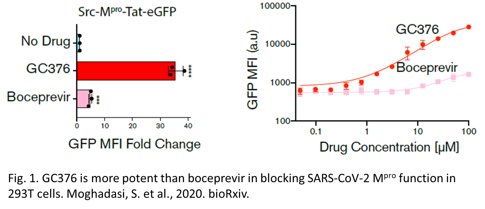 Fig. 1. GC376 is more potent than boceprevir in blocking SARS-CoV-2 Mpro function in 293T cells