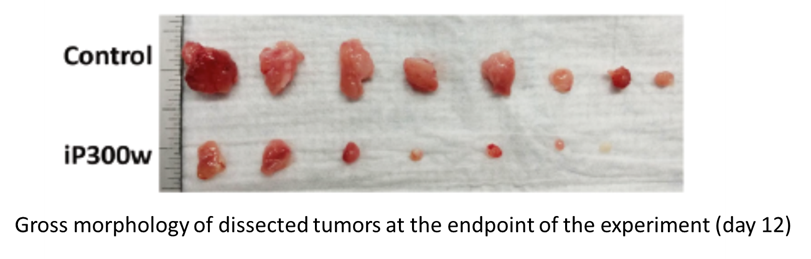 Gross morphology of dissected tumors at the endpoint of the experiment (day 12)