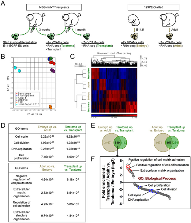 Teratoma-derived myogenic cells mature into muscle stem cells after transplantation (Legend given below) Teratoma-derived myogenic cells mature into muscle stem cells after transplantation