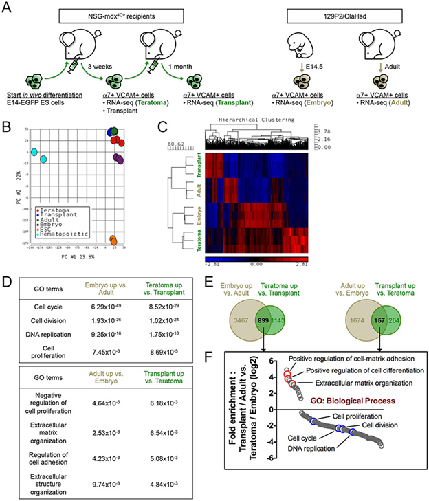 Teratoma-derived myogenic cells mature into muscle stem cells after transplantation