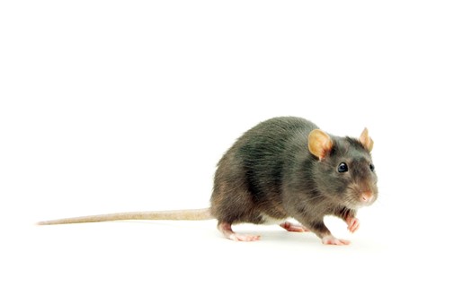 A method to create more accurate mouse models of disease with full length human genes