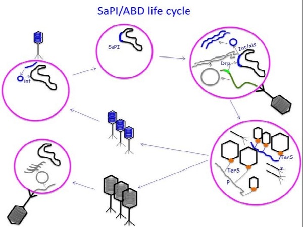 SaPI/ABD Life Cycle