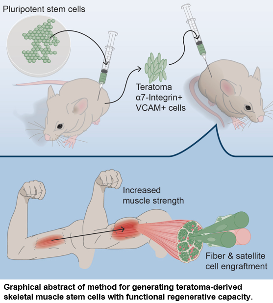 Graphical abstract of method for generating teratoma-derived skeletal muscle stem cells with functional regenerative capacity.