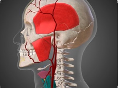 CHIIMERA™ 3D Anatomy Education Software