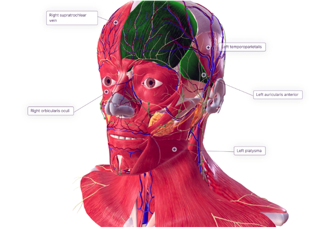 CHIIMERA™ 3D Anatomy Education Software