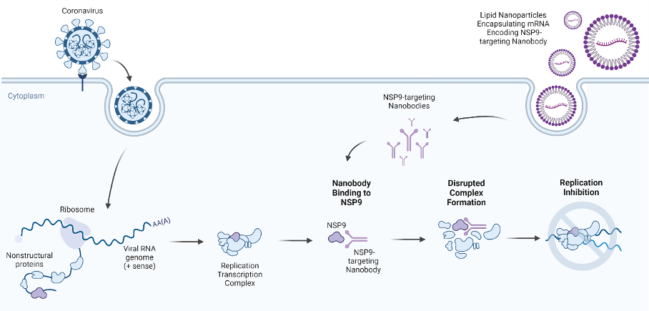 Nanobodies Targeting SARS-CoV-2 NSP9 for COVID Treatment