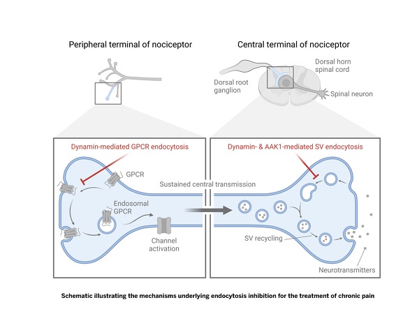 Schematic illustrating the mechanisms underlying endocytosis inhibition for the treatment of chronic pain