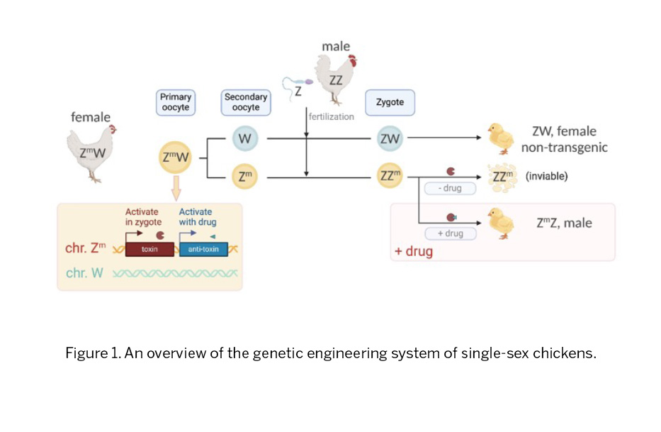 Figure 1 Figure 1