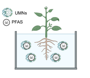 Phytoremediation of PFAS with ultraporous mesostructured silica nanoparticles