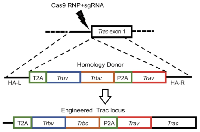 Schematic of TCR targeting to murine Trac. sgRNAs targeting the region upstream of Trac exon 1 were designed.
