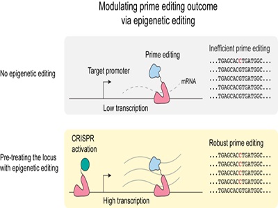 Modulating Prime Editing Efficiency Through Epigenetic Reprogramming