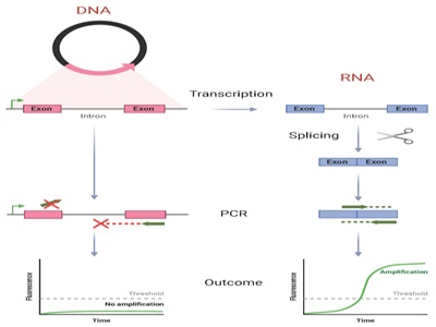 An RNA-Only, Positive Control Target for Clinical Diagnostic Testing