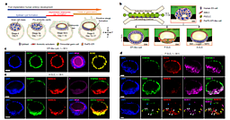 EMBRYONIC-LIKE TISSUE