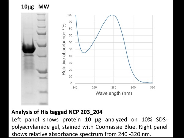 His Tagged NCP analysis (204/204) - SDS PAGE, Absorbance spectrum