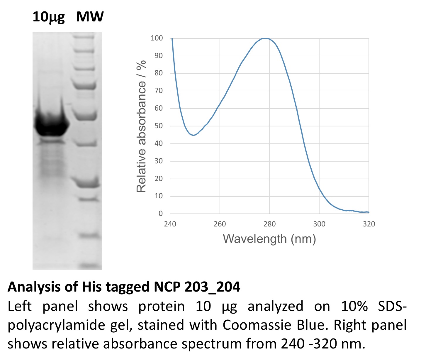 His Tagged NCP analysis (204/204) - SDS PAGE, Absorbance spectrum His Tagged NCP analysis (204/204) - SDS PAGE, Absorbance spectrum