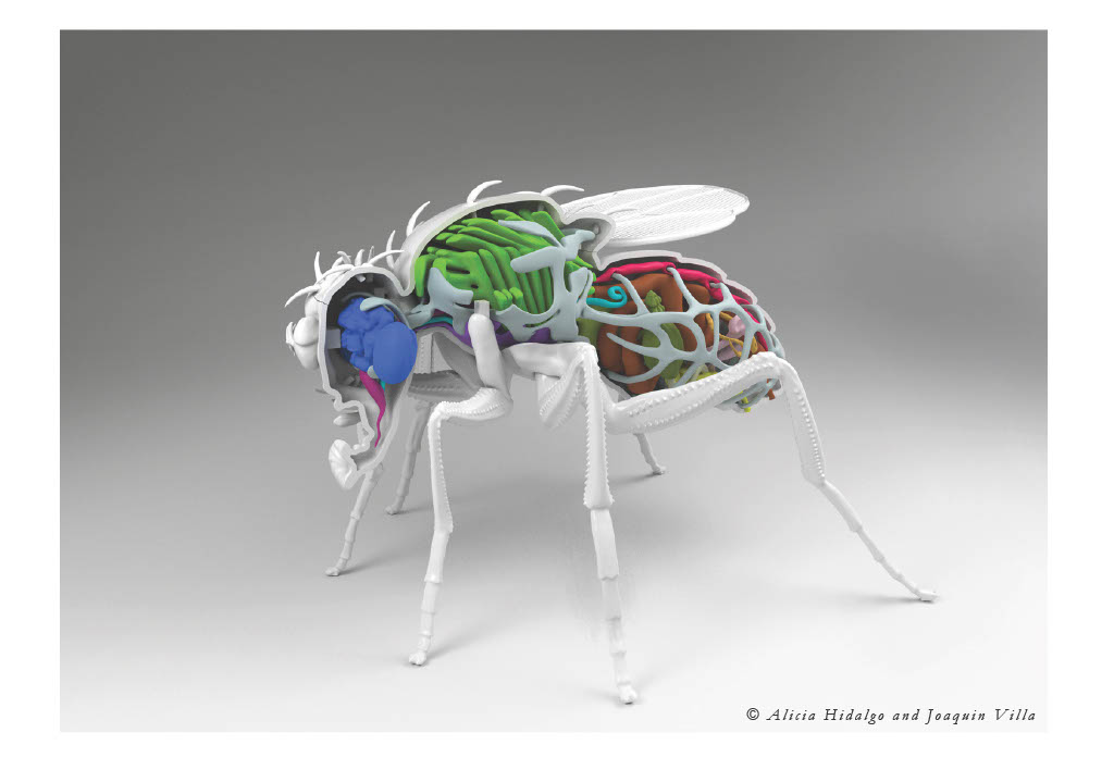 The 3D Fruit fly - side view postcard