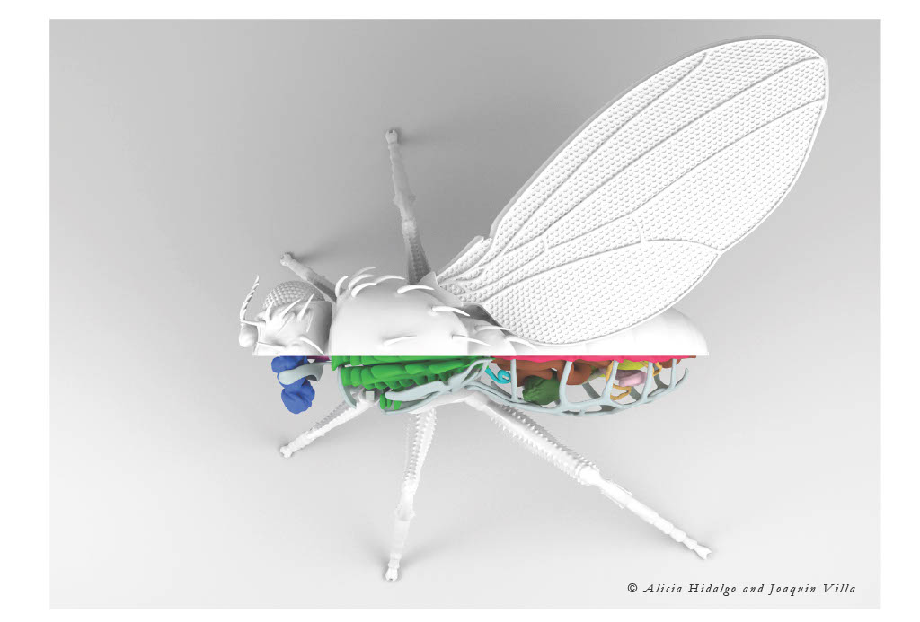 The 3D Fruit fly - top view postcard The 3D Fruit fly - top view postcard