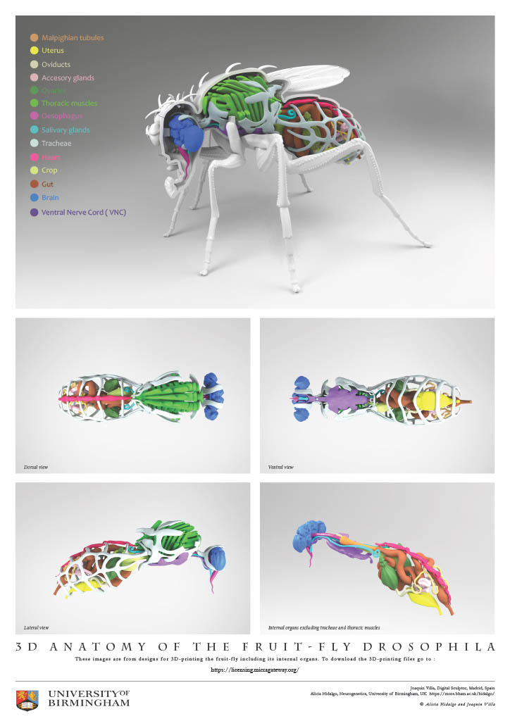 The 3D Printed Fruit fly - posters and card images