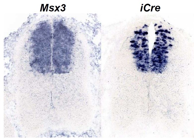 In situ hybridization showing expression of Msx3 and iCre in the embryonic mouse spinal cord at E11.5.