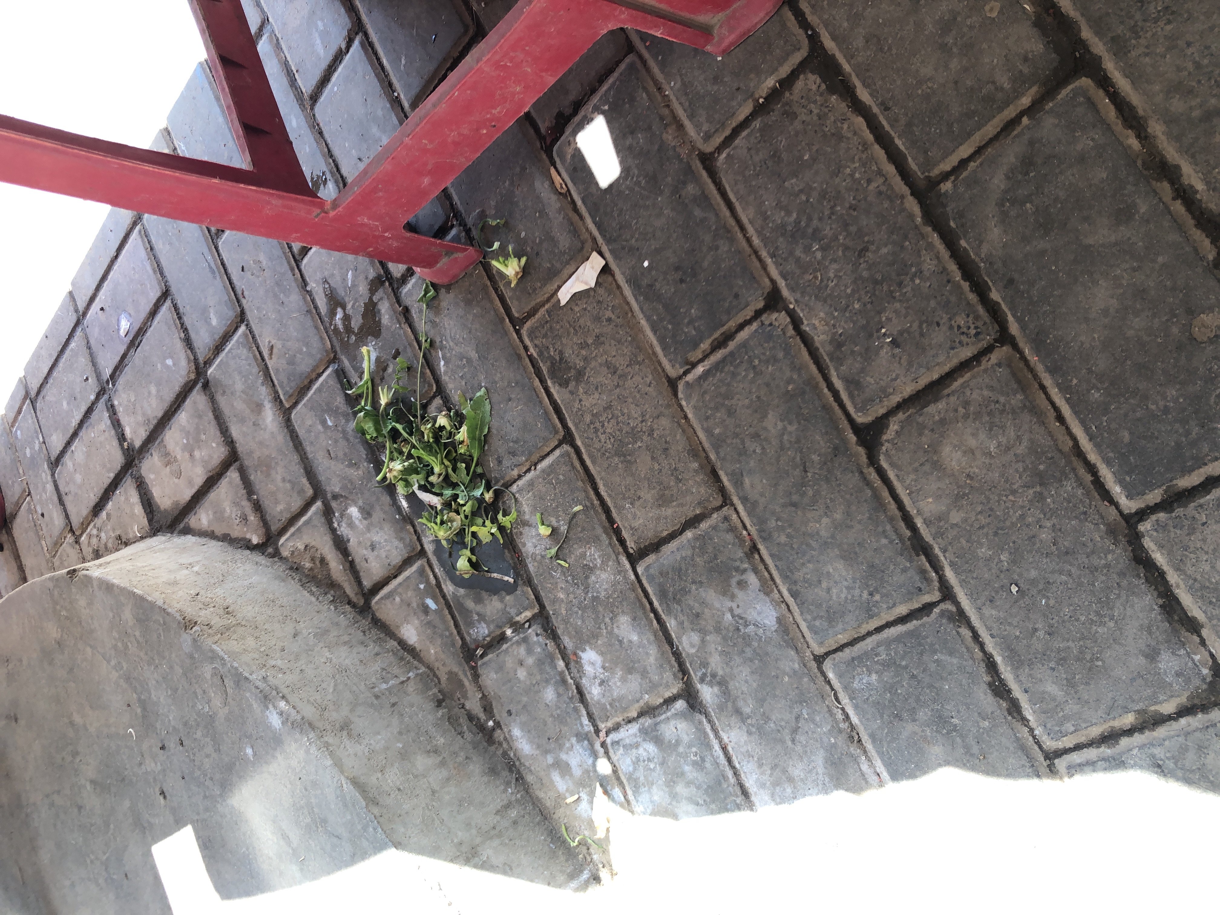 Trash near 体育场路, Yingcheng, Yingcheng City, Xiaogan, Hubei, China-g6aa