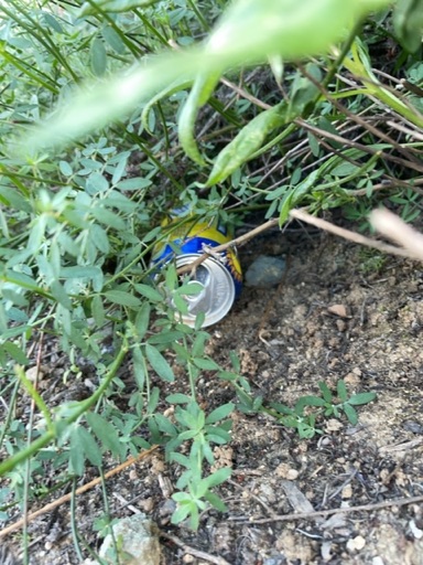 Trash near Aliso Peak Trail, Laguna Beach, Orange County, California, 92607, United States