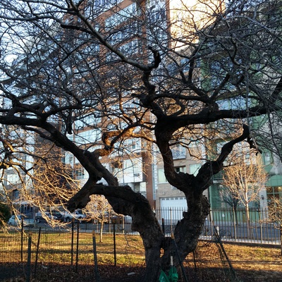 umbrella in tree