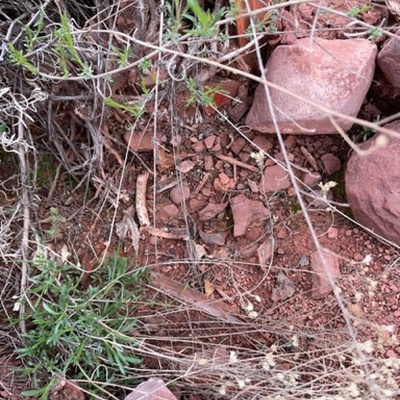 Trash near Courtyard Sedona, 4105, Overeasy Trail, Sedona, Yavapai County, Arizona, 86336, United States