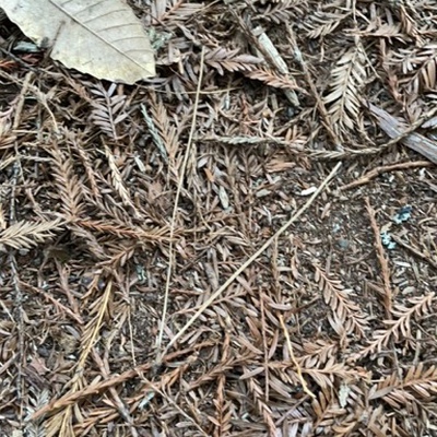 Trash near Eagle Creek Trail, Santa Cruz County, California, 95041, United States