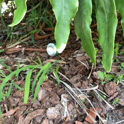 Trash near 11, Cambridge Trace, Ormond Beach, Volusia County, Florida, 32174, United States