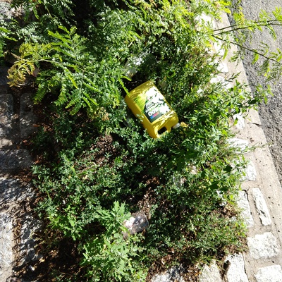 Trash near Public School 171, 30th Avenue, Astoria, Queens, Queens County, New York, 11102, USA