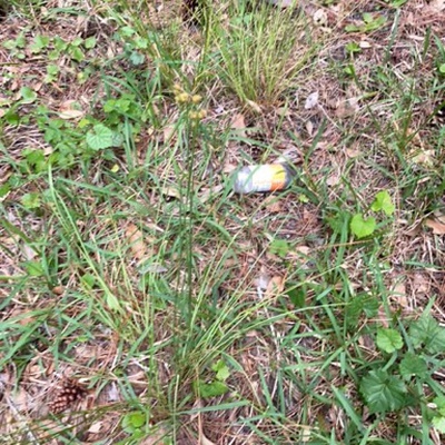 Trash near Hunters Ridge Boulevard, Ormond Beach, Volusia County, Florida, United States