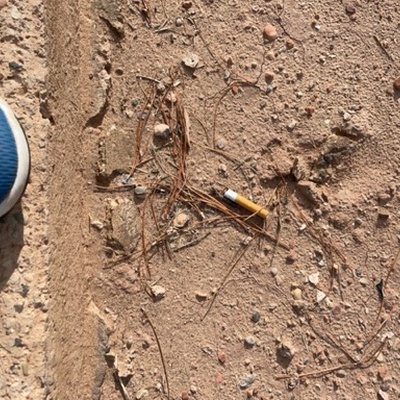 Trash near La Quinta Inn & Suites @ Zion Park Springdale, Zion Park Boulevard, Springdale, Washington County, Utah, 84767, United States