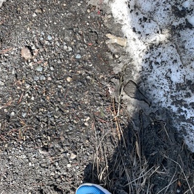 Trash near Downtown, Mammoth Lakes, Mono County, California, United States